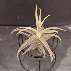 チランジア ロイテリ② (メルカリ便にてお届けします) チランジア ロイテリ② (メルカリ便にてお届けします) 2025年最新