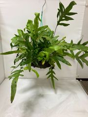 沖縄の木 サガリバナ 白花個体 - メルカリ