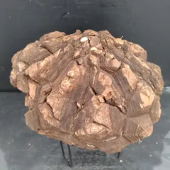 ユ*カ様 メキシコ亀甲竜（9Aラベル） 塊根植物 珍奇植物 ディオス