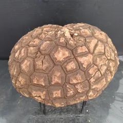 2025年最新】メキシコ亀甲竜の人気アイテム - メルカリ