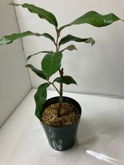 沖縄の木 サガリバナ 白花個体 - メルカリ