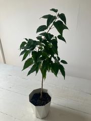 琉球の樹木　サガリバナ（白花個体） 琉球の樹木 サガリバナ（白花個体） 沖縄の木 サガリバナ 白花個体