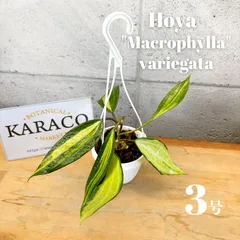 2025年最新】観葉植物 ホヤの人気アイテム - メルカリ