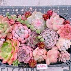 shop限定✨多肉植物 韓国苗 可愛い子 4種8苗セット No.5178 - メルカリ