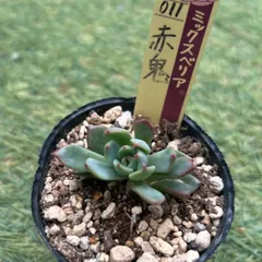 ❤️専用出品❤️おらいさん苗　ミックスベリア　　　❤️赤鬼❤️発根開始♪　札なし 2025年最新】おらいさん苗 赤鬼の人気アイテム - メルカリ