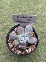 2025年最新】ホーリンゼ 多肉の人気アイテム - メルカリ