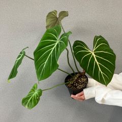 超希少❗️交配種❗️チランジア メアリーZ チアペンシス×ローランド