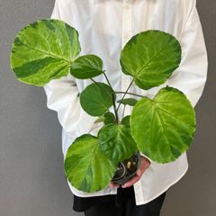 超希少❗️交配種❗️チランジア メアリーZ チアペンシス×ローランド