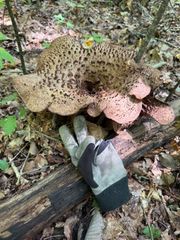 2025年採り】岩手産乾燥香茸20g【カット済】- メルカリ