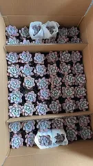 2025年最新】多肉 オパリナの人気アイテム - メルカリ