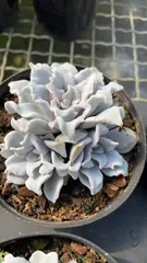 2025年最新】多肉植物 韓国苗 セットの人気アイテム - メルカリ