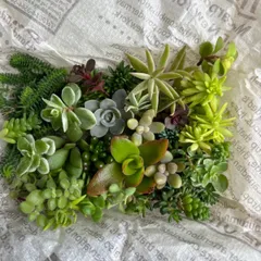 多肉弁当　＊匿名配送＊