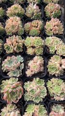 C780　花火　105苗セット　多肉　土根付き　エケベリア　サボテン　韓国苗 C780 花火 105苗セット 多肉 土根付き エケベリア サボテン 韓国苗