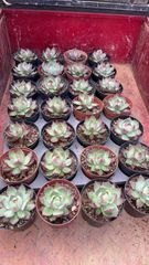 C780　花火　105苗セット　多肉　土根付き　エケベリア　サボテン　韓国苗 C780 花火 105苗セット 多肉 土根付き エケベリア サボテン 韓国苗