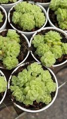 36株の抜き苗セット】ベビーフィンガー 多肉植物 佐川急便発送