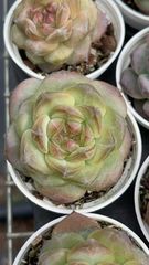 16株の抜き苗セット】バンシー 多肉植物 佐川急便発送