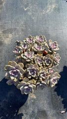 か*ん様 H725　バンシー　16株　抜き苗　多肉植物 エケベリア 韓国苗 16株の抜き苗セット】バンシー 多肉植物 佐川急便発送