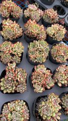 50株の抜き苗セット】粉月影(単頭) 多肉植物 佐川急便発送