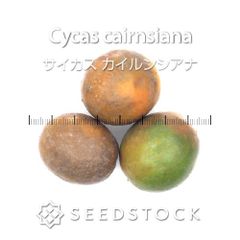 早い者勝ち】サイカス カイルンシアナ 種子2粒 発芽管理中 - メルカリ