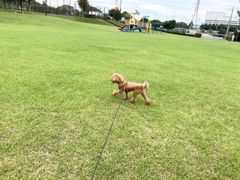 当時物 昭和62年 新鉄局の停車場 入場券コレクション 電車 鉄道