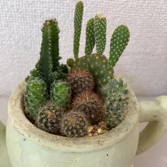 2025年最新】サボテン セットの人気アイテム - メルカリ