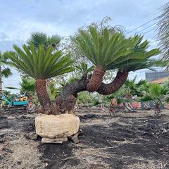 3m50cm】ココスヤシ - メルカリ