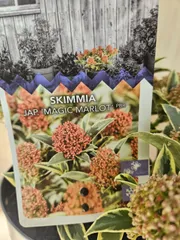 2025年最新】スキミア マルローの人気アイテム - メルカリ