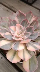 メルカリ便　フィレンツェ錦　韓国苗 ddf969a88c78227418b27e33a127ff