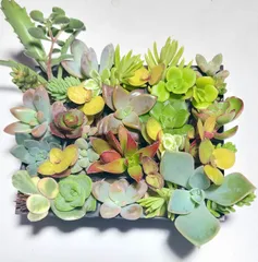 多肉植物セダム２２種類セット【育成説明書付】