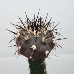 2025年最新】黒王丸 実生の人気アイテム - メルカリ