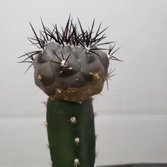 2025年最新】copiapoaの人気アイテム - メルカリ