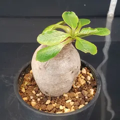 2025年最新】プリムリフォリアの人気アイテム - メルカリ