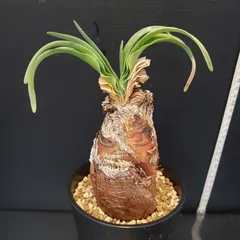 ブーファンディスティチャ現地球(発根済) ブーファン ディスティチャ （発根済み）RF22464 | RAFLUM