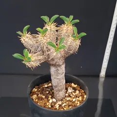 2025年最新】ギラウミニアナ 現地球の人気アイテム - メルカリ