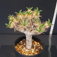 2025年最新】ギラウミニアナ 現地球の人気アイテム - メルカリ