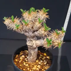 2025年最新】ギラウミニアナ 現地球の人気アイテム - メルカリ