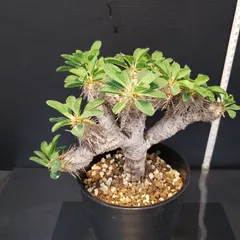 ギラウミニアナ現地球 プラ鉢ごと メルカリ便発送 ギラウミニアナ現地球 プラ鉢ごと メルカリ便発送 - メルカリ