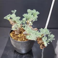 ★残り5株★【実生株】モンソニア ムルチフィダ【将来採種可能】芽吹き中/鉢ごと モンソニア・ムルチフィダ。 初開花です 株を増やして、採種