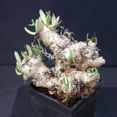 2025年最新】万物 チレコドンの人気アイテム - メルカリ