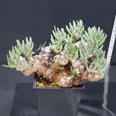 2025年最新】万物想の人気アイテム - メルカリ