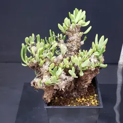 値下げ不可早いもの勝ち！　チレコドン　レティキュラーツス　万物想 万物想 輸入球 A3560☆チレコドン レティキュラーツス 多肉植物