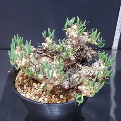 2025年最新】チレコドンの人気アイテム - メルカリ