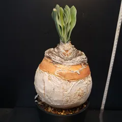 2025年最新】ブーファン ハエマンソイデスの人気アイテム - メルカリ