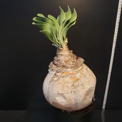 ゴ*ン様 K17「球根植物」ブーファン ハエマンソイデス 産地株 20株 ゴ