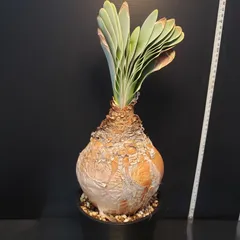 2025年最新】ハエマンソイデスの人気アイテム - メルカリ