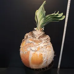 2025年最新】ブーファン ハエマンソイデスの人気アイテム - メルカリ