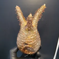 グラキリス ベアルート 現地球 ファイナルラストサマーセール品_3 Gamakatsu がまかつ/Gamakatsu 偏光サングラス GM1790