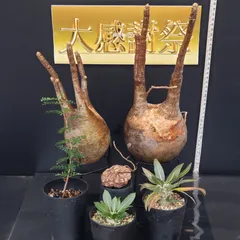 2025年最新】グラキリス ベアルートの人気アイテム - メルカリ