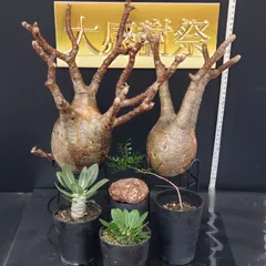 2025年最新】パキプス ベアルートの人気アイテム - メルカリ