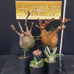 2025年最新】グラキリス ベアルートの人気アイテム - メルカリ